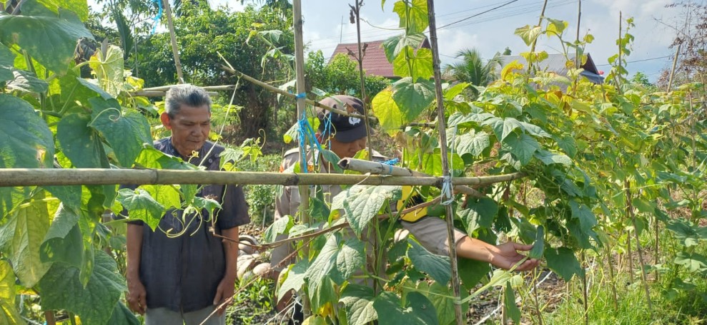 BRIPKA Sapta Sampurno Aktif Rawat Tanaman Hortikultura, Kapolsek Pelangiran: Wujud Nyata Dukungan Ketahanan Pangan