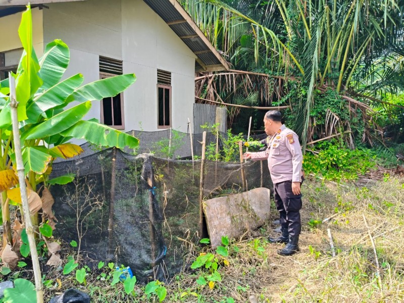 Sinergi Kapolsek Gas dan Kades Sungai Iliran, Tinjau Petani Cabai Rawit dan Kacang Panjang