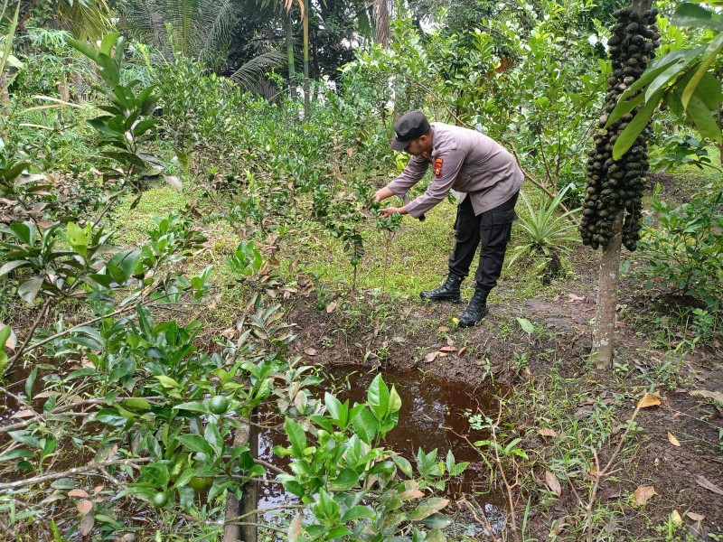 Polsek Gas Bersama Warga Jaga Ketahanan Pangan, Jeruk Harapan Makmur Didorong Jadi Komoditas Unggulan