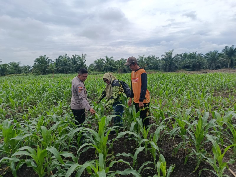 Polsek Keritang, Bumdes, Dan Petani Satukan Kekuatan Wujudkan Kemandirian Pangan