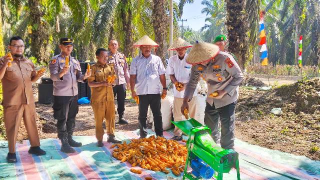 Dukung Ketahanan Pangan, PT Tasma Puja Panen Raya Jagun Kuartal ke II Bersama Polres Kampar