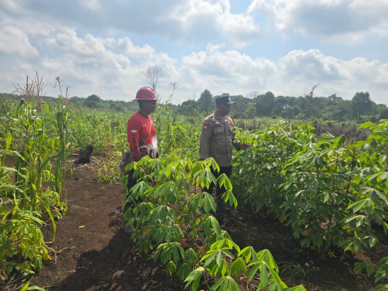 Dari Lahan Tidur Jadi Lahan Emas, Sinergi Polsek Pelangiran dan PT Ria Dorong Kesejahteraan Warga Melalui Program Tani Mandiri