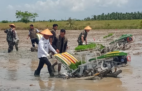 Panen Padi Kuala Kampar Meningkat, Sumbang 13,76 Persen Produksi Riau