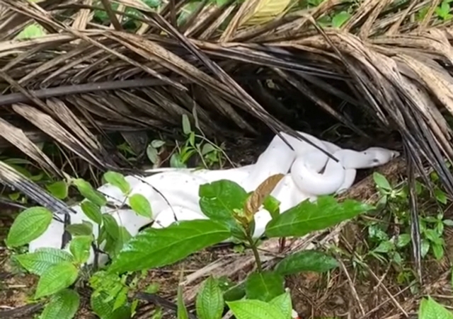 Viral Ular Piton Putih Langka Ditemukan di Kebun Sawit Riau, Warganet Soroti Nilai Fantastisnya