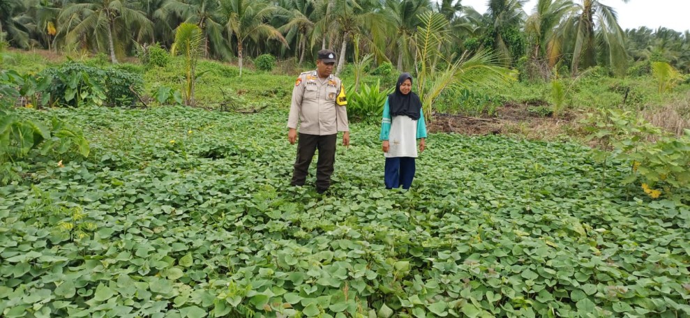 Tanaman Ubi Jalar Tumbuh Subur di Rotan Semelur Berkat Monitoring Intensif Bhabinkamtibmas Polsek Pelangiran