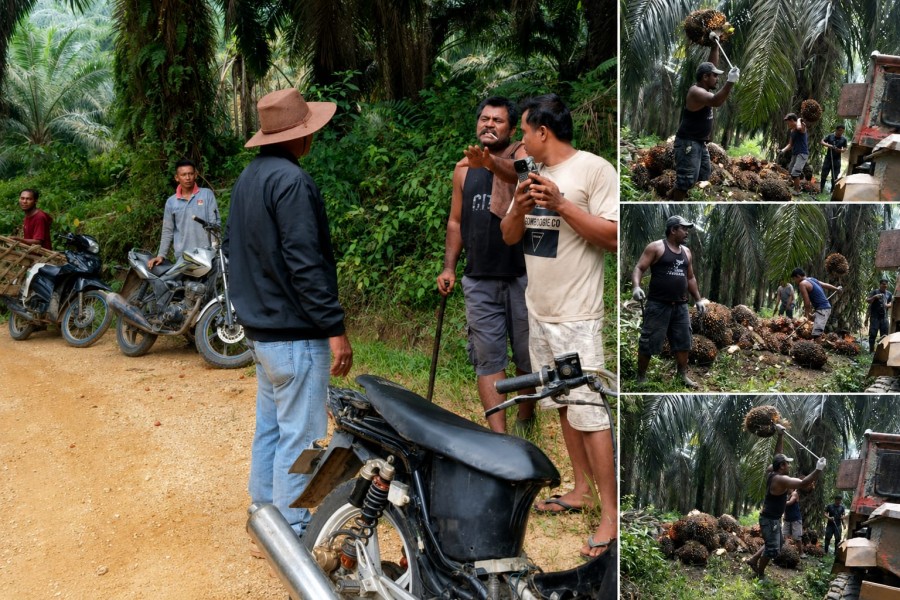 Gerombolan Nasrun Sitepu Masih Berlanjut Melakukan Penjarahan di Kebun Agrinas Rakit Kulim