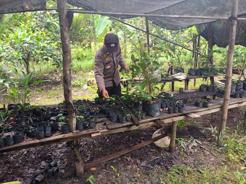 Dukung Ketahanan Pangan, Bhabinkamtibmas Tuasan Pantau Tanaman Cabe