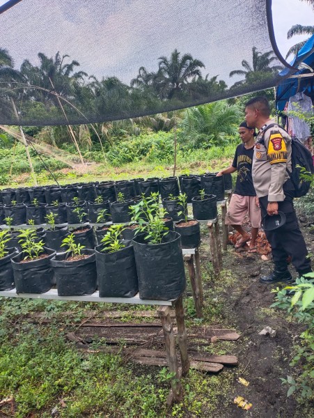Bhabinkamtibmas Lintas Utara Dampingi Petani Cabai Rusli, AKP Yosi Apresiasi Inovasi Polibek