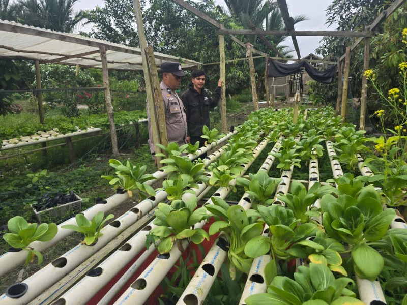 Polsek Pelangiran Dorong Ketahanan Pangan, Bhabinkamtibmas Rutin Pantau Budidaya Hidroponik di Desa Tanjung Simpang