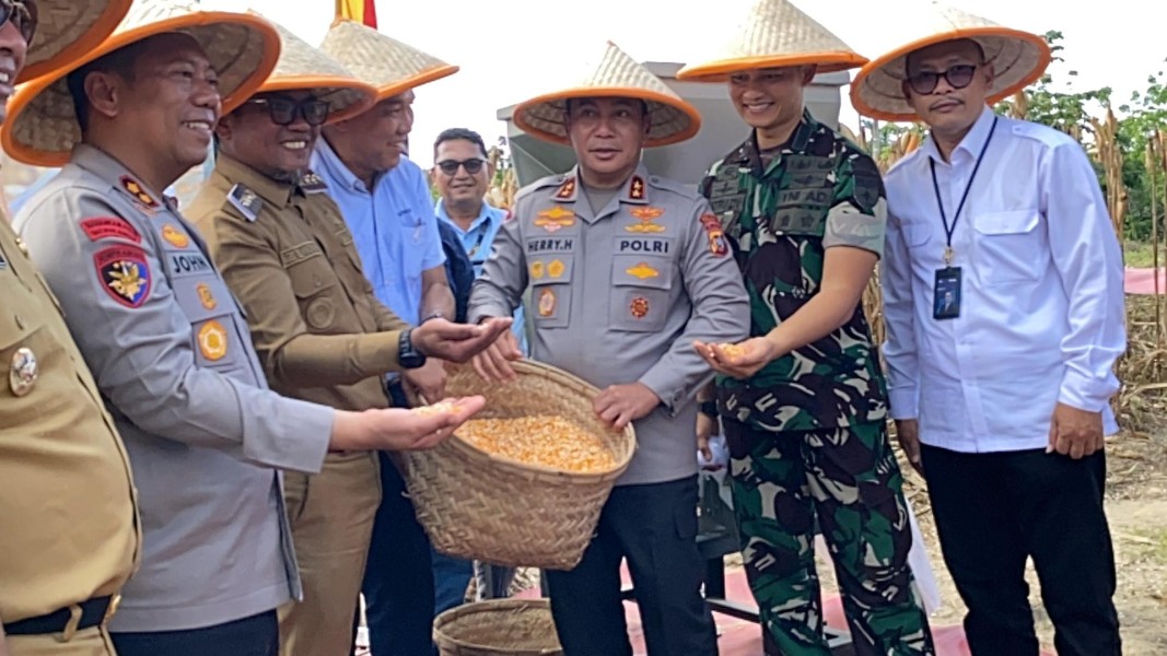Hasilkan 15 Ton, Bupati dan Wakil Bupati Pelalawan bersama Kapolda Riau Panen Raya Jagung Pipil