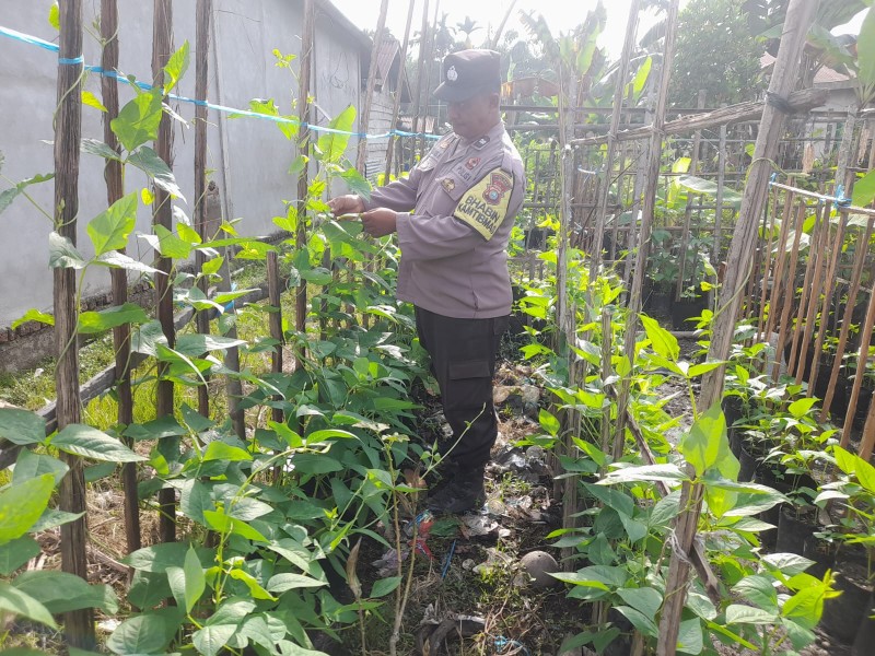 AKP Yosi Gerakkan Pekarangan Pengalihan, Dari Dusun Cahaya Tumbuh Kemandirian Pangan