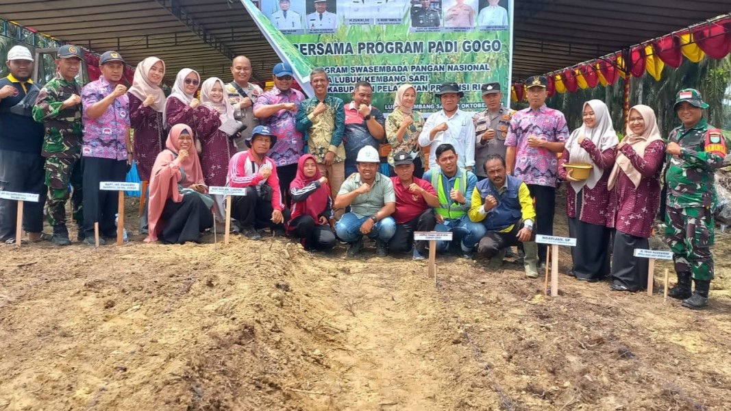 Lumbung Pangan Baru, Pelalawan Kembangkan Padi Gogo di Lahan Kering Seluas 315 Hektare