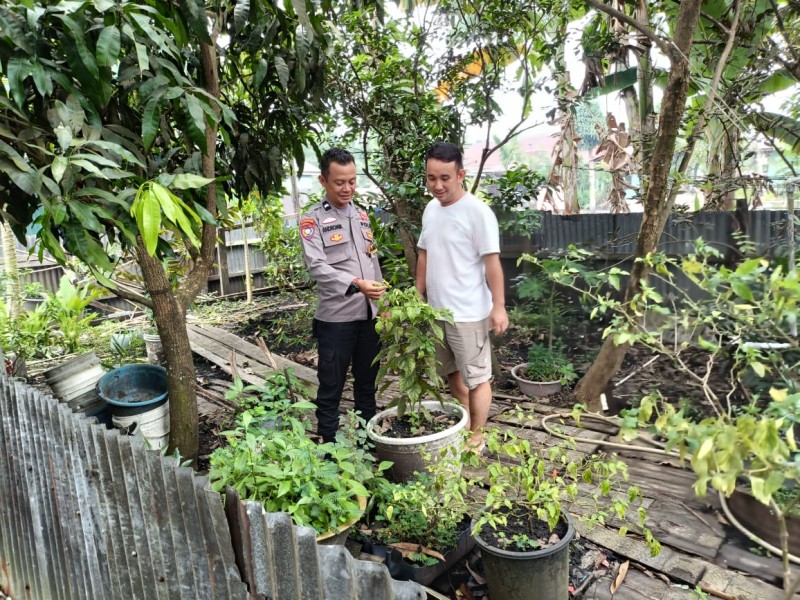 Dari Kebun Cabe Rawit, Bhabikamtibmas Polsek Gas Bangun Ketahanan Pangan Dan Keamanan Desa