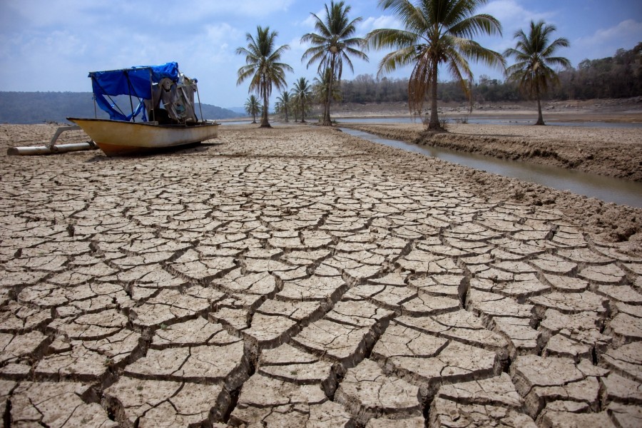 Petani Kelapa Wajib Waspada! Kemarau 2026 Bisa Menentukan Nasib Panen hingga 2028