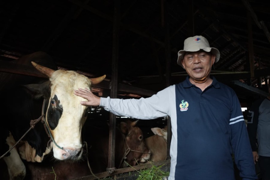 Bupati Inhil Tinjau Hewan Kurban Bantuan Presiden dan Gubernur