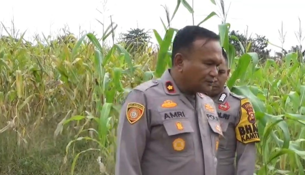Kapolsek Rengat Barat Pastikan Pemulihan Lahan Jagung di Talang Jerinjing Demi Ketahanan Pangan