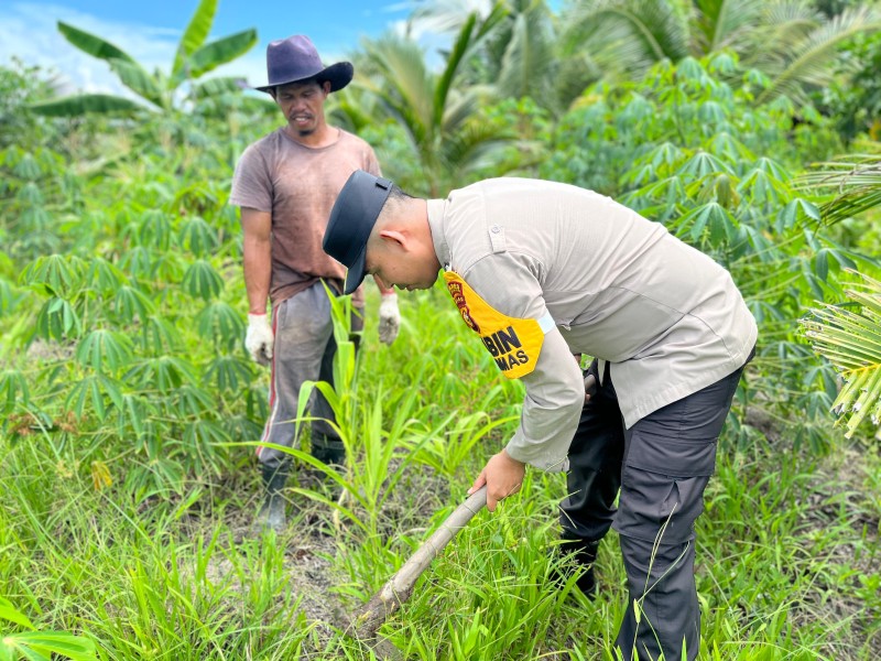 Polsek Concong Kembangkan Jagung Monokultur Dukung Ketahanan Pangan