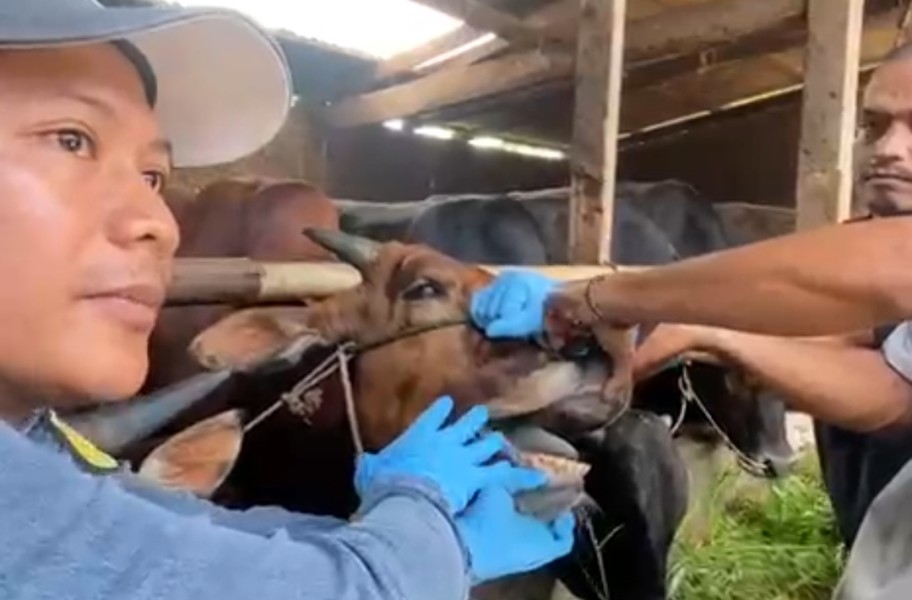 Pastikan Kelayakan, Ratusan Hewan Kurban di Keritang Inhil Jalani Pemeriksaan Kesehatan