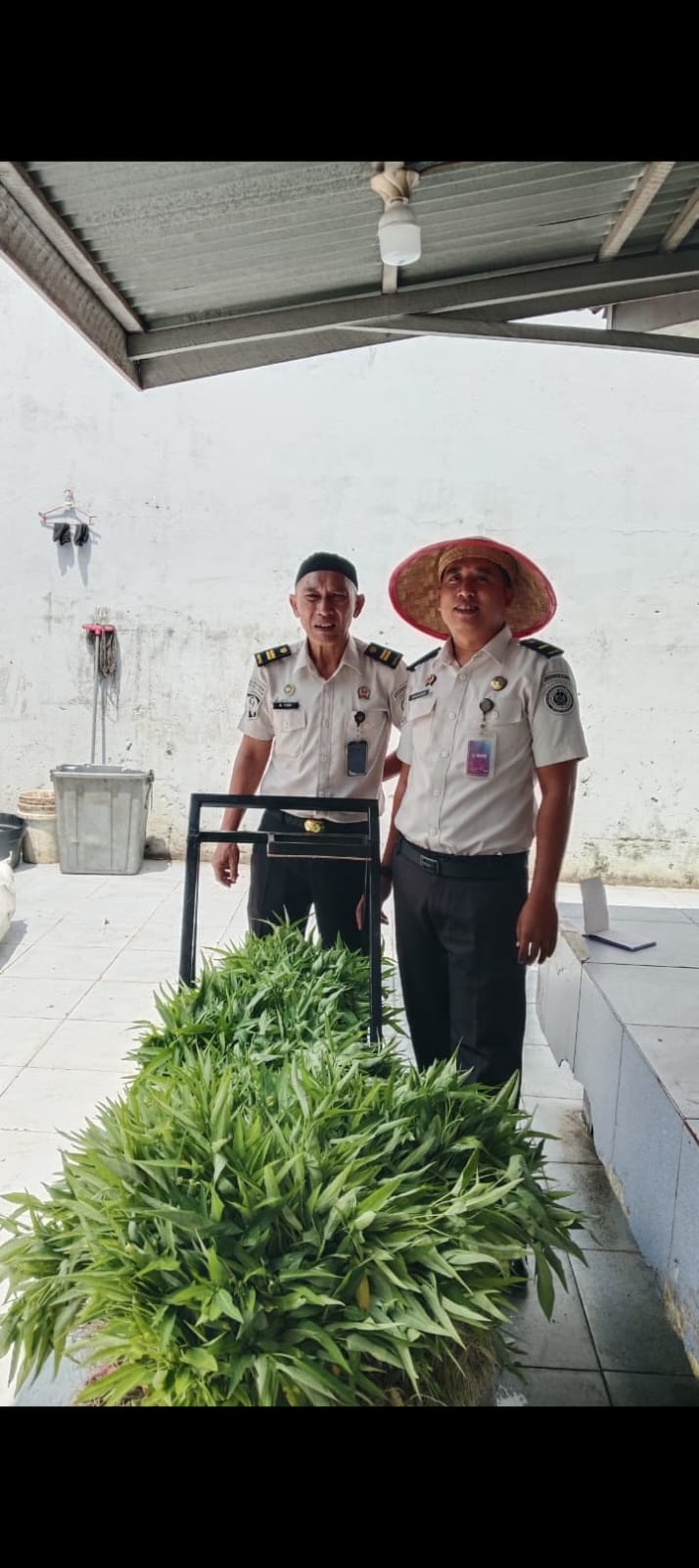 Ketahanan Pangan Berkelanjutan, Lapas Tembilahan Kembali Panen Kangkung 40 Kg