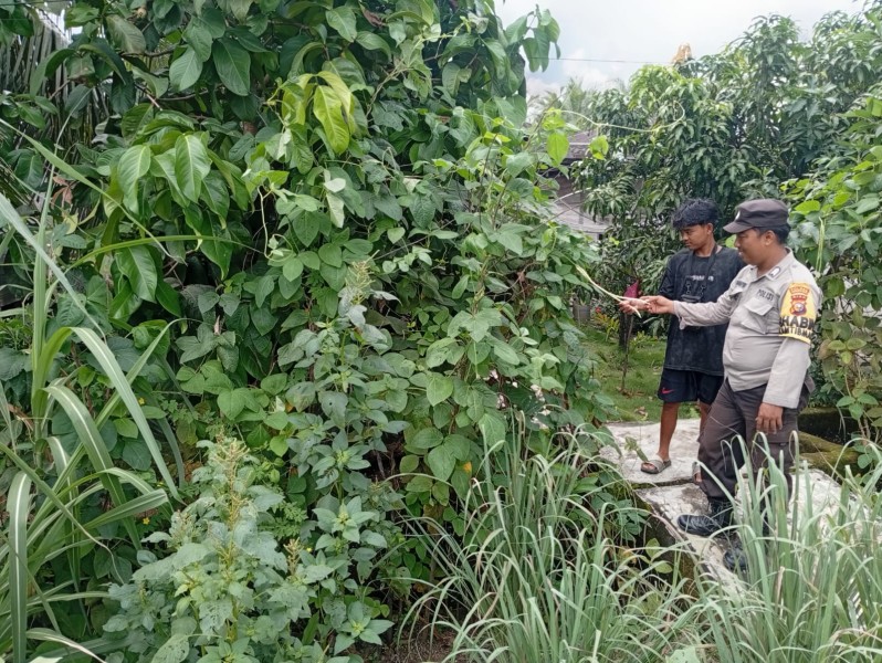 Pekarangan Produktif di Sungai Rukam Dipantau Polsek Enok, Hasil Tumbuh Optimal