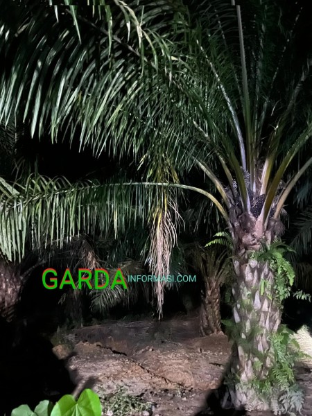 Para Peninja Sawit, Di desa Pondok Kresek  Semakin Bebas Dan Meraja Lela,