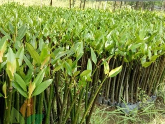 PWI Siak dan Masyarakat Penyengat Akan Tanam 10 Ribu Mangrove di Pesisir Pantai Sungai Apit