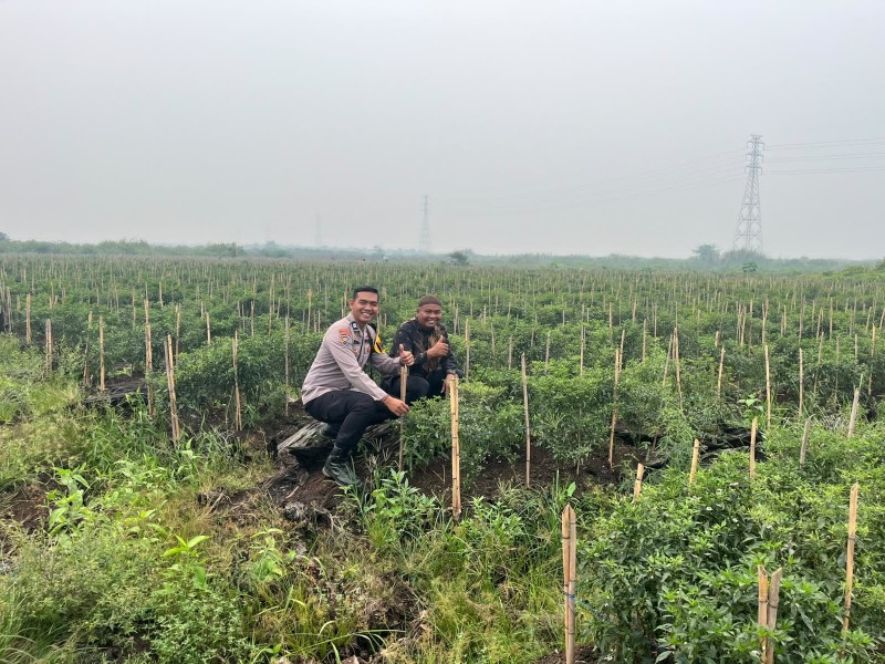 Polsek Kuala Cenaku Dorong Petani Rawa Asri Kembangkan Pertanian Cabai Secara Mandiri