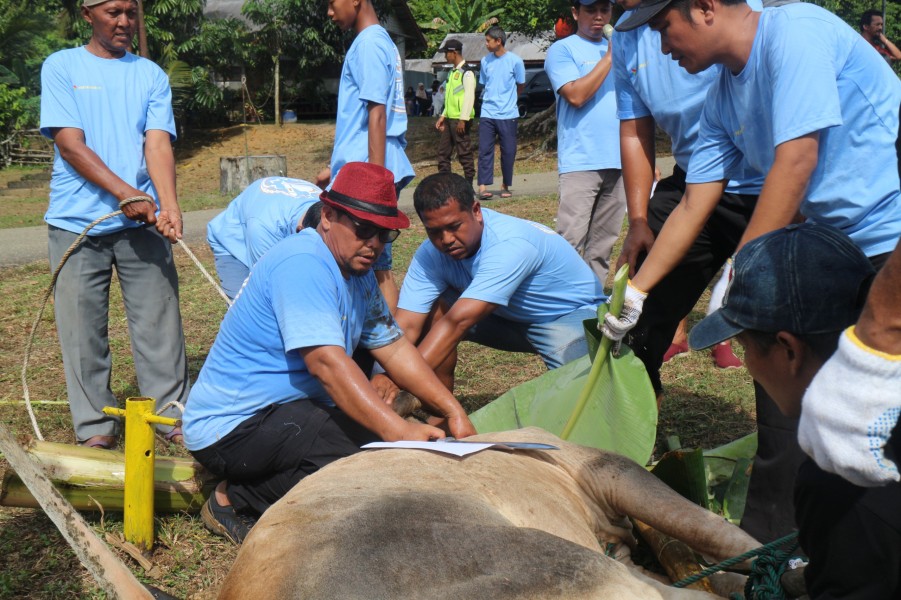 Perkuat Kepedulian Sosial, PHR Zona 1 Distribusikan 67 Hewan Kurban untuk Masyarakat Sumatera