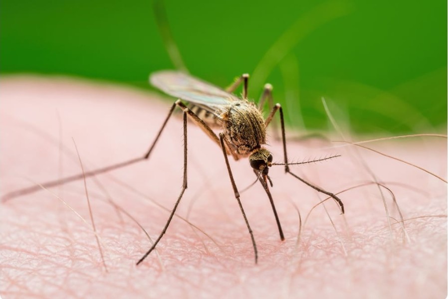 Tips Kemenkes Cegah Penyebaran Nyamuk Malaria