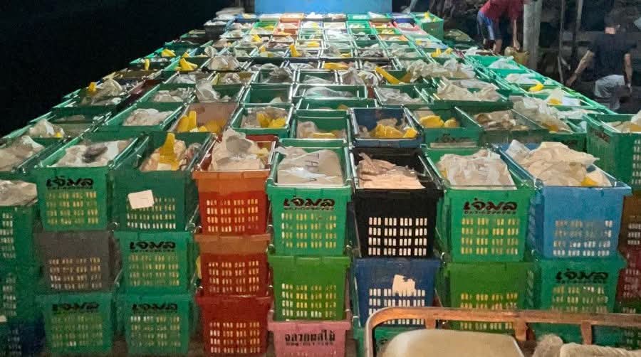 Bea Cukai Tembilahan Gagalkan Penyelundupan 15.000 Kg Mangga Ilegal