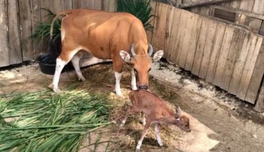 Kelahiran Banteng Jawa di Pangandaran Jadi Titik Cerah Pelestarian Satwa Langka