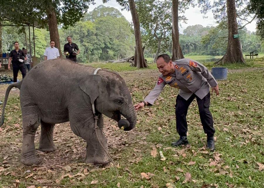 Kapolda Riau Kunjungi Keluarga Gajah di TWA Buluh Cina