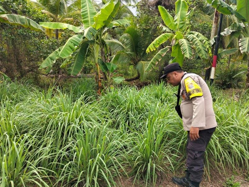 Tanaman Herbal Bernilai Ekonomi, Bhabinkamtibmas Polsek Pulau Burung Gencarkan Budidaya Serai