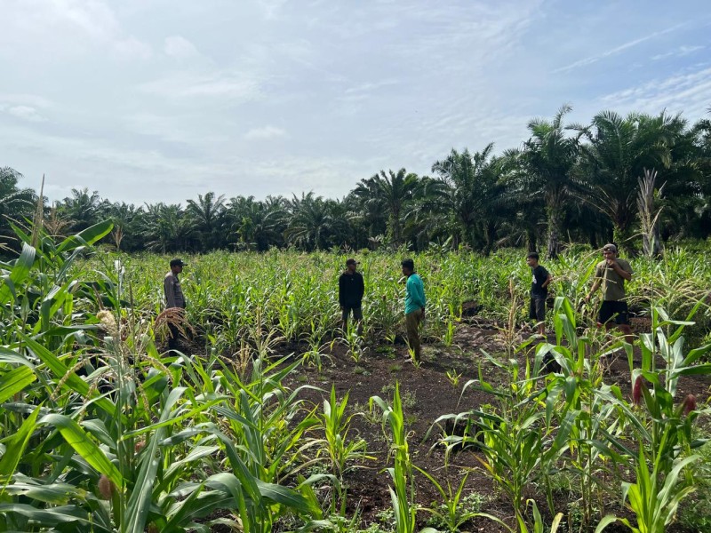 Polisi dan Petani Menyatu di Kecamatan Gaung Anak Serka, Jagung Tumbuh Subur Jadinya dan Hanya Tinggal Menunggu Waktu Panen