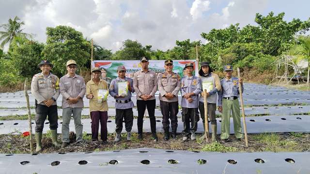 Dukung Ketahanan Pangan, Polsek Rangsang Gelar Panen Jagung Serentak di Desa Sendaur