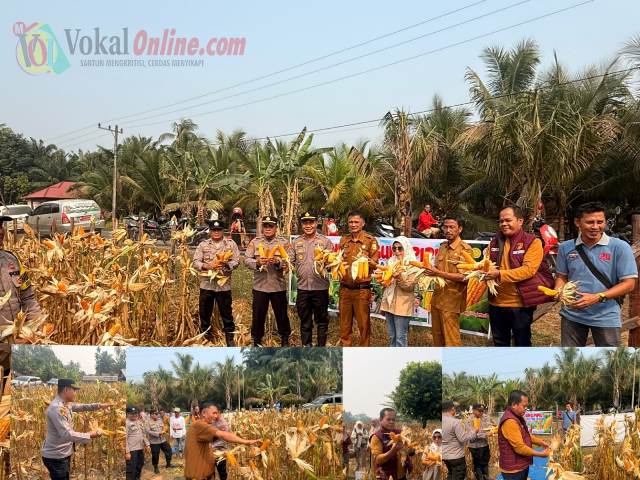 Dukung Asta Cita Presiden, Panen Raya Jagung di Sikakak Hasilkan 1 Ton