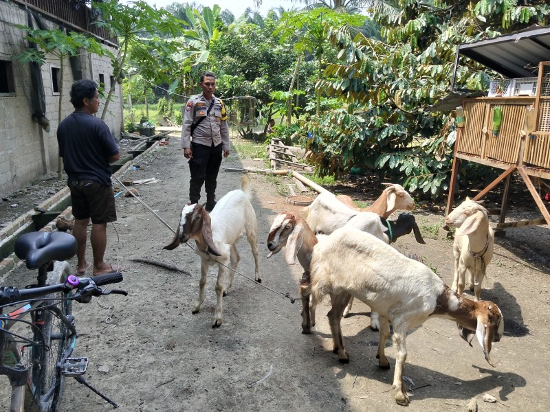 Bhabinkamtibmas Desa Petalongan Sambangi Peternakan Kambing Warga dalam Mendukung Ketahanan Pangan