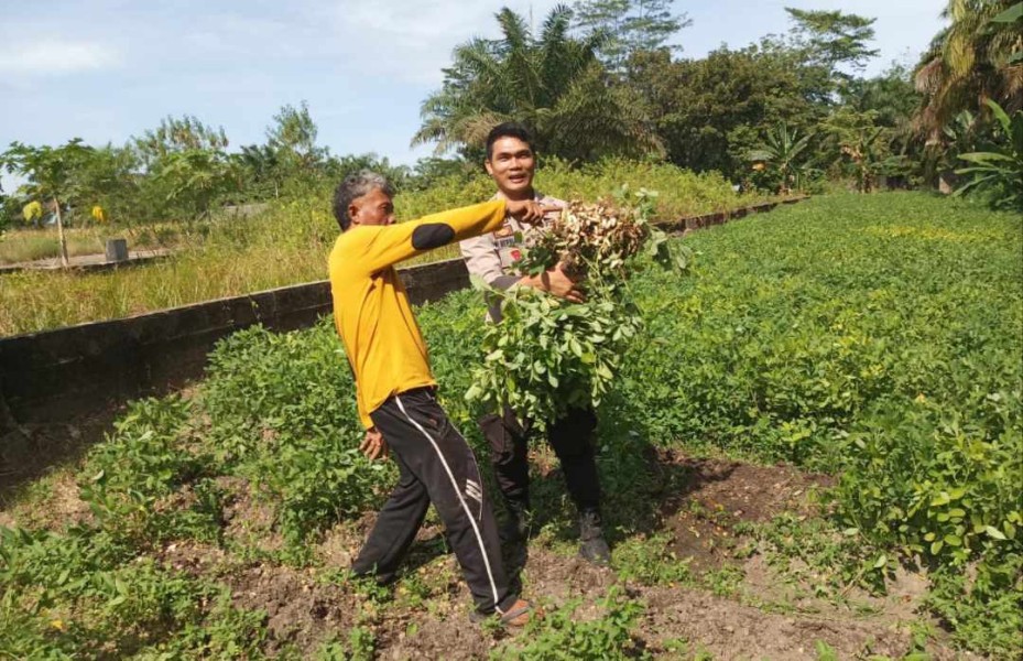 Dukung Ketahanan Pangan, Polsek Kelayang Sambangi Kebun Warga di Desa Teluk Sejuah