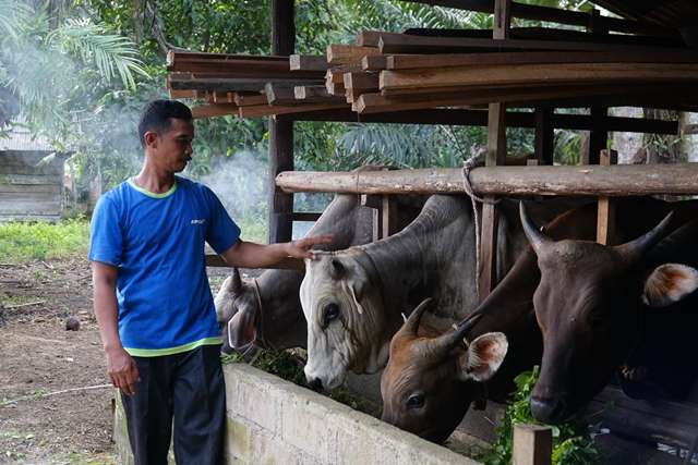 RAPP Kembangkan Peternakan Rakyat Lewat Program Mitra Bina di Kampar