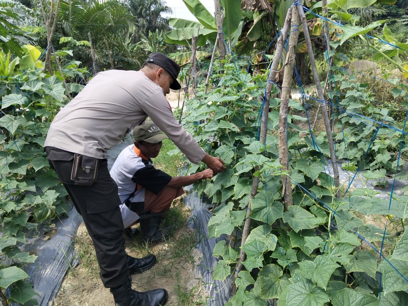 Bhabinkamtibmas Turun ke Kebun, Bukti Nyata Polri Hadir untuk Ketahanan Pangan Desa